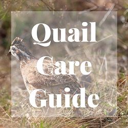 Quail Care Guide